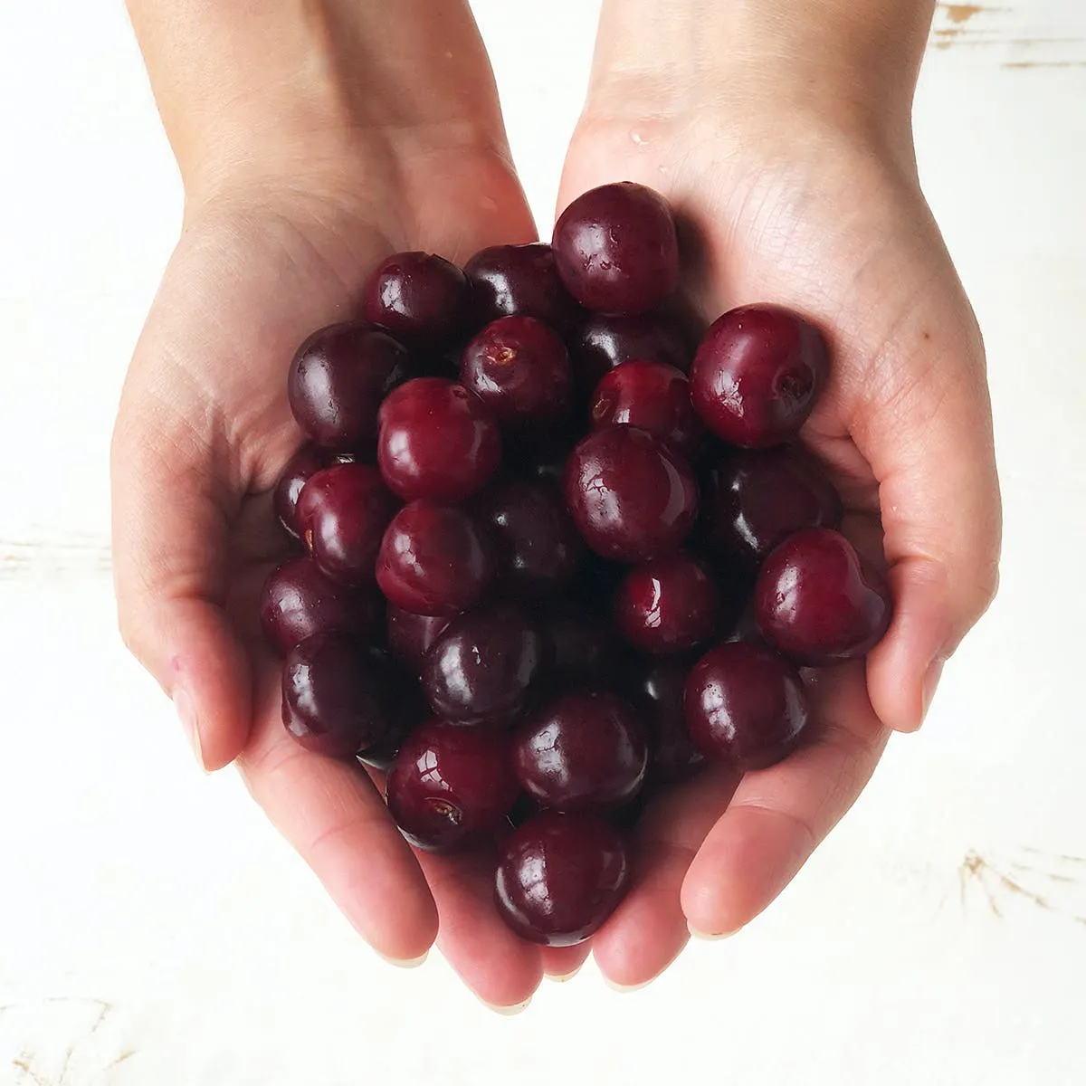Sour Michigan "Balaton" Cherries by Wunsch Family Farm - Alternate image 1