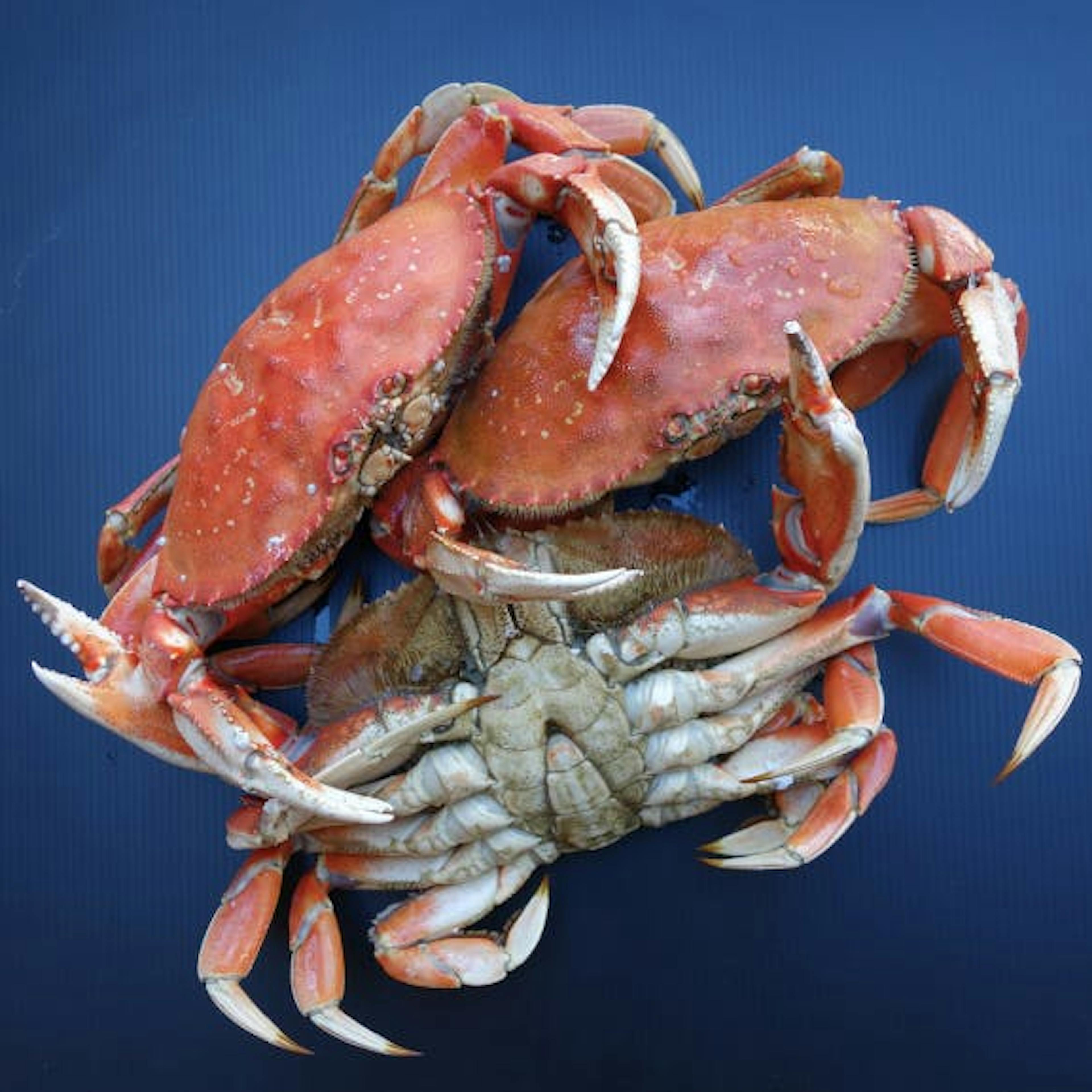 Dungeness Crab - Whole, Cooked, Wild by Pike Place Fish Market - Alternate image 4