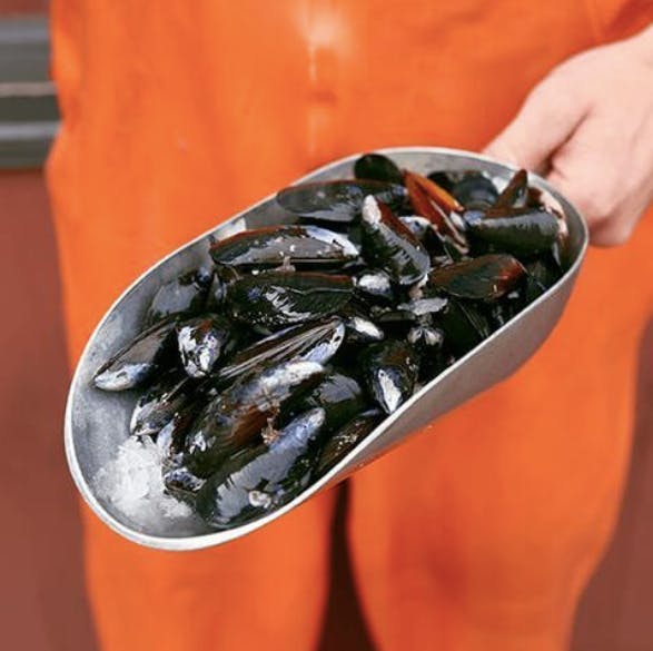 Mussels - Live, Penn Cove, 1 lb by Pike Place Fish Market - Alternate image 1
