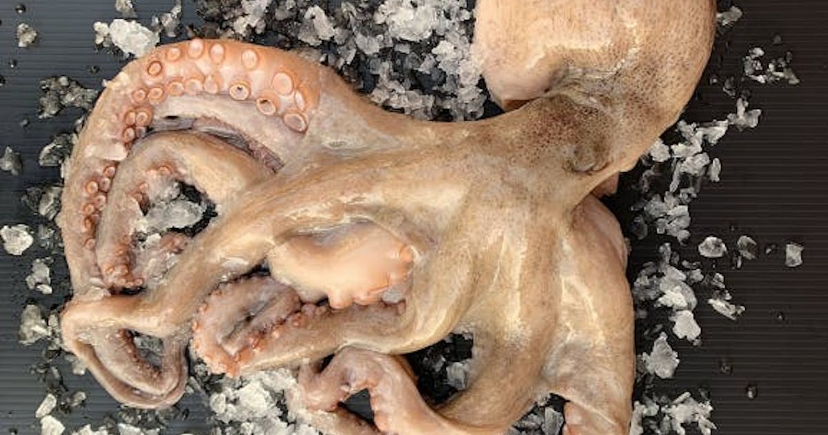 Octopus – Whole, Spain, 3 lbs Each by Pike Place Fish Market