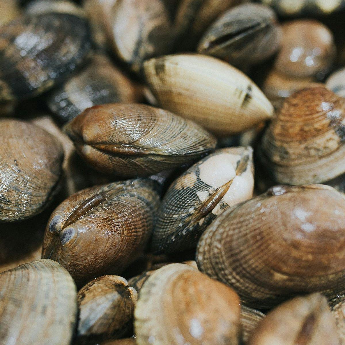 Clams - Live, Manilla, USA, 1lb by Pike Place Fish Market - Alternate image 2