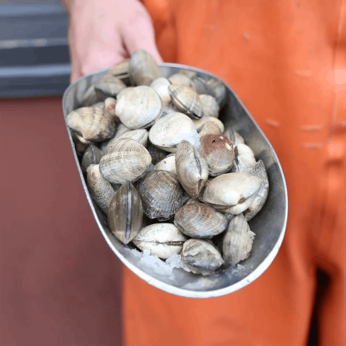 Clams - Live, Manilla, USA, 1lb by Pike Place Fish Market - Alternate image 1