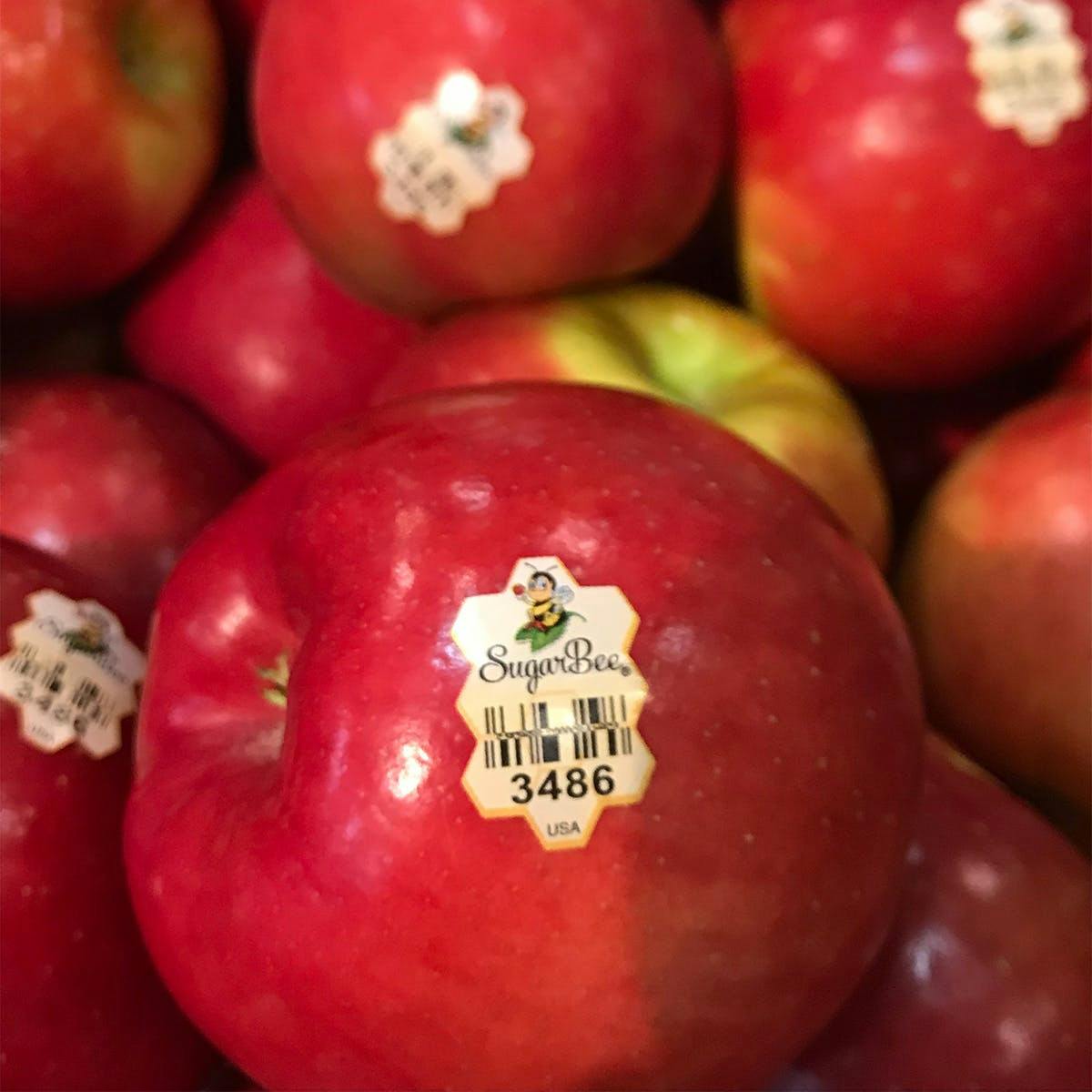 Try A Sweet & Crisp SugarBee Apple – Perfect for Snacking, Baking & More