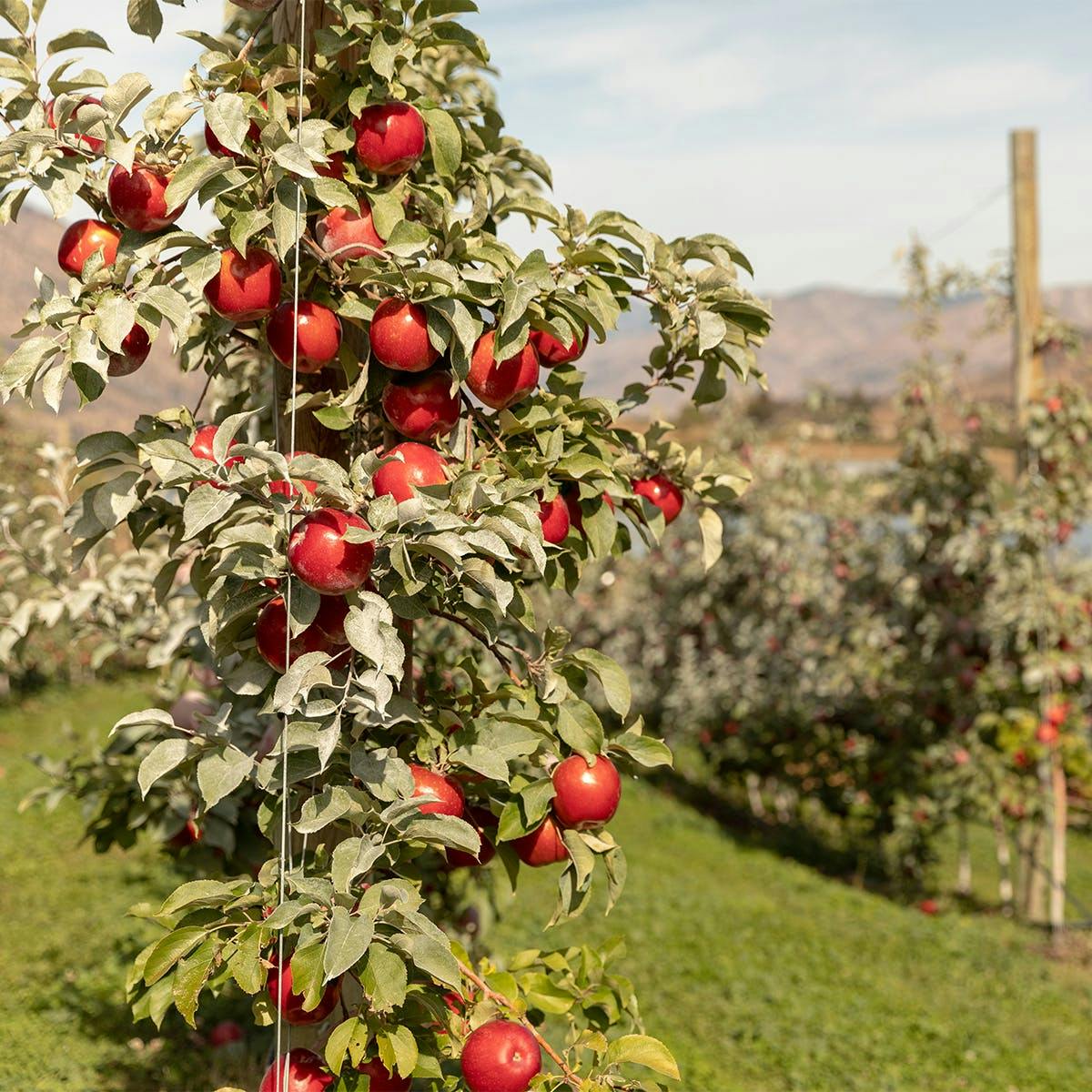 SugarBee™ Apple - Dozen Chelan Fresh Farms97% love this shop97% of  customers love this!The Customer Love Score represents the percentage of  customers