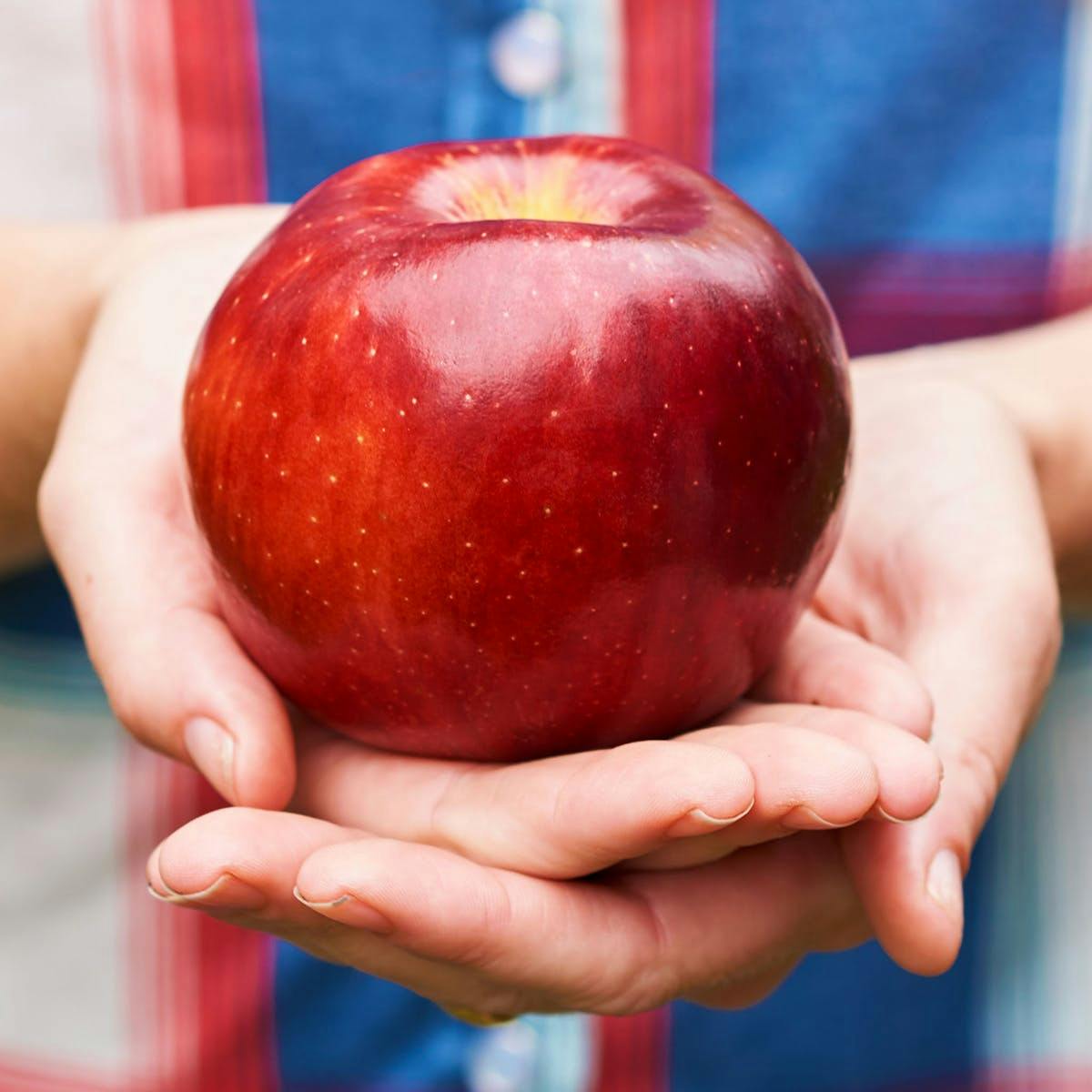 SugarBee™ Apple - Dozen by Chelan Fresh Farms | Goldbelly