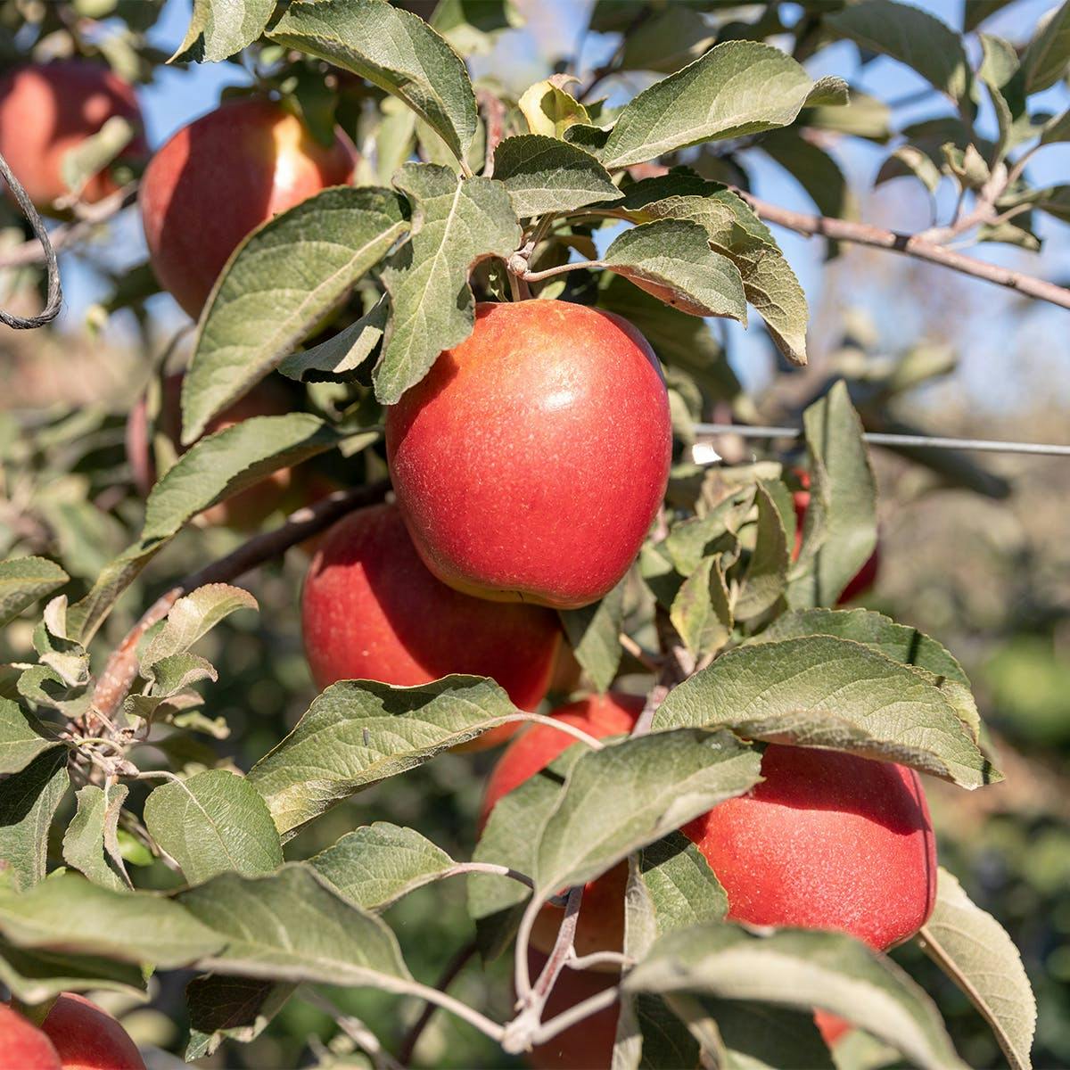 Rockit™ Miniature Apples - 2 Dozen by Chelan Fresh Farms | Goldbelly