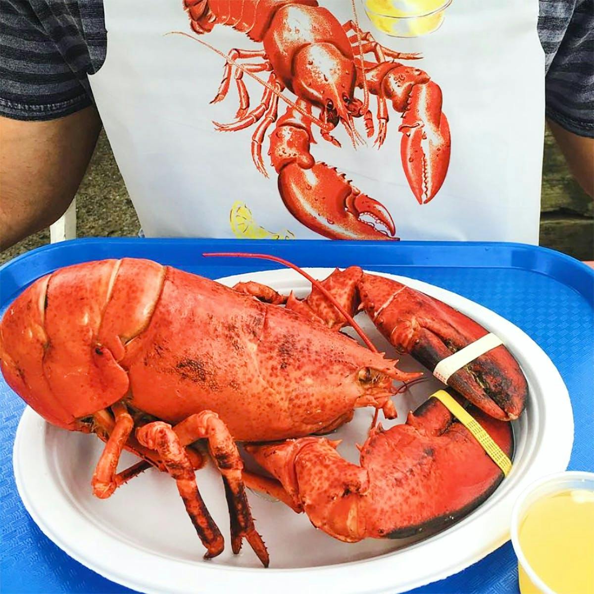 Live 1.5 lb Lobster - 4 Pack